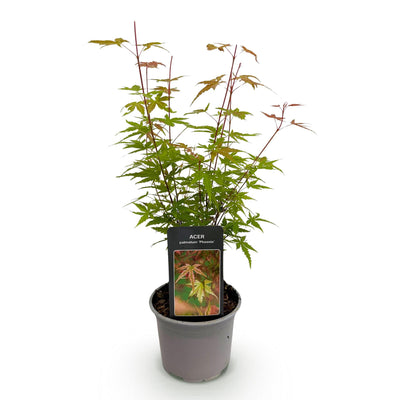 Acer palmatum Phoenix: Roter Japanischer Fächerahorn, 35cm, Topf 12cm