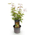 Acer palmatum Phoenix: Roter Japanischer Fächerahorn, 35cm, Topf 12cm Bild 2