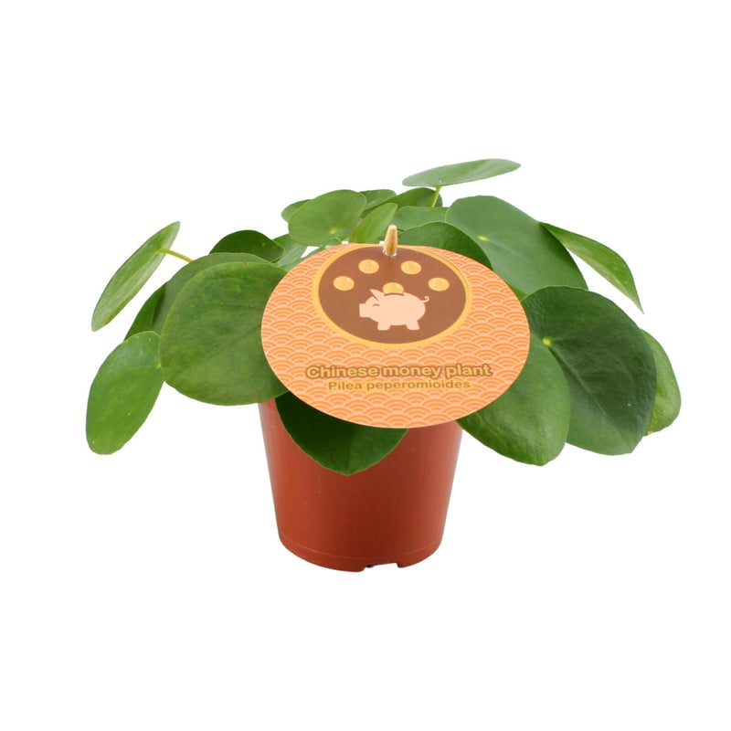 Pilea Peperomioides Ø12, Topfhöhe 20 cm - Pflegeleichte Zimmerpflanze