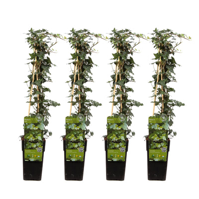 4x Efeu (Hedera helix) 65cm Topf Ø15cm - Robuste Kletterpflanze für ganzjährig Grün