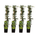 4x Ivy (Hedera helix) 65cm Pot Ø15cm - Robust Climbing Plant for Year-Round Green Bild 1