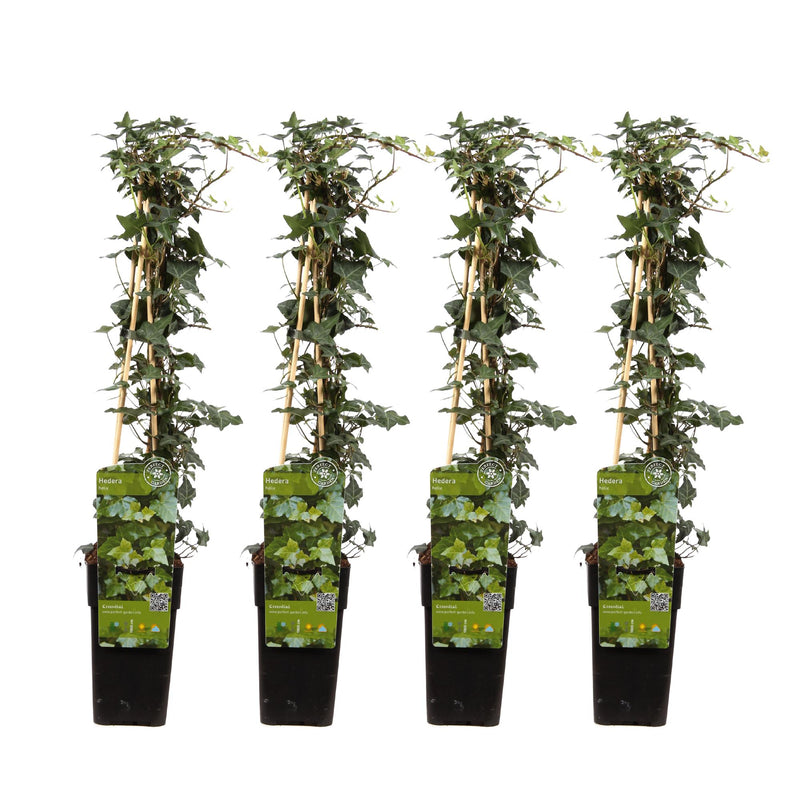 4x Ivy (Hedera helix) 65cm Pot Ø15cm - Robust Climbing Plant for Year-Round Green