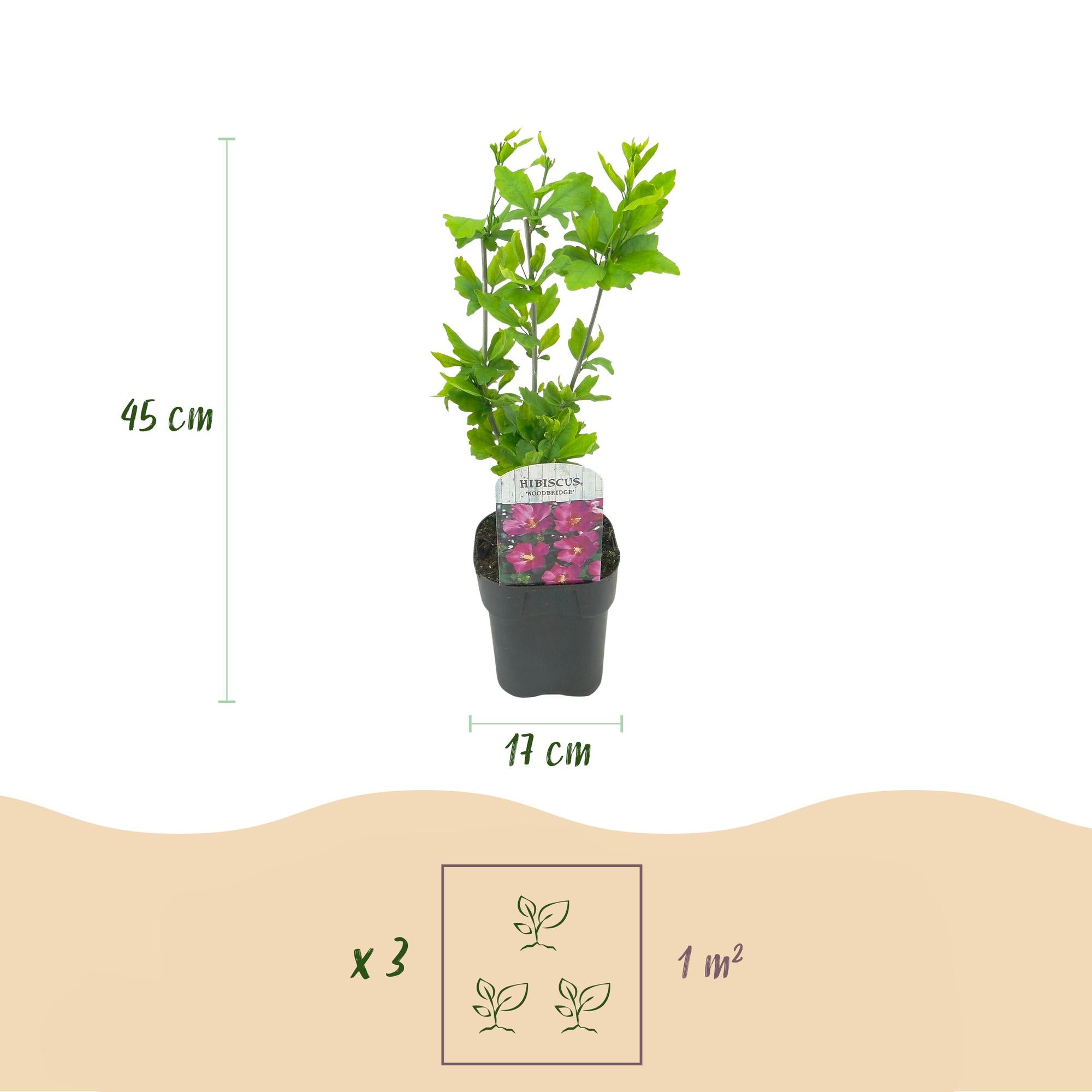 GreenboutiQ - Sträucher - Hibiscus syriacus Woodbridge - Blüte Rosa - 1 Pflanze - Laubabwerfend - Pflegeleicht - Topf 17cm Höhe 45cm