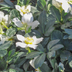 24x Christrose Helleborus niger, 10-25cm hoch, Ø9cm Topf Bild 6