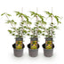 GreenboutiQ - Garden Plant - Acer palmatum Sangokaku - Green - 3 Plants - Deciduous - Low Maintenance - Pot 12cm Height 35cm Bild 2