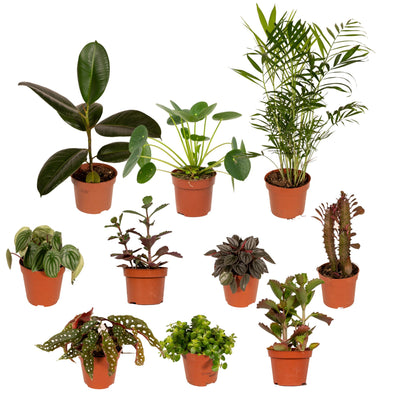 Außenseiterbox - 10 Pflanzen-Überraschung (Ø12cm)