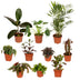 Außenseiterbox - 10 Pflanzen-Überraschung (Ø12cm) Bild 1