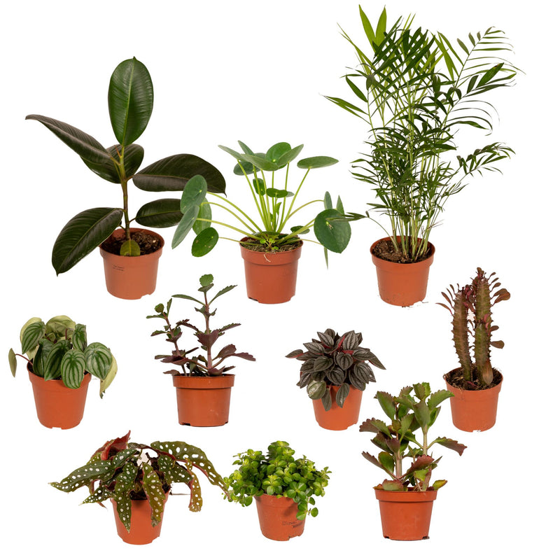 Außenseiterbox - 10 Pflanzen-Überraschung (Ø12cm)