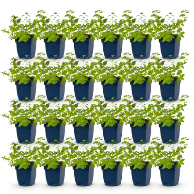 Green boutiQ - Stauden - Nepeta faassenii 'Six Hills Giant' - Katzenminze - Bienen- und Schmetterlingsanwerfer - Lila - 24 Pflanzen - Topf 11cm - Höhe 15-25cm
