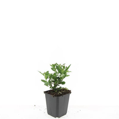 48x Aster ageratoides 'Stardust' – 10-25cm hoch, Ø9cm Topf