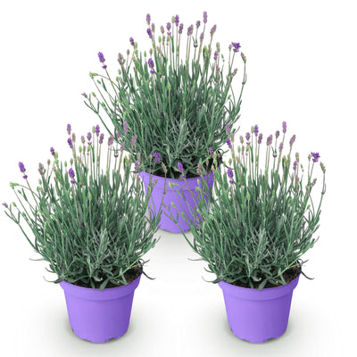 Lavendel Munstead (3er Pack) - Winterhart, Lila, Duftend, 20-25cm
