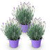 Lavendel Munstead (3er Pack) - Winterhart, Lila, Duftend, 20-25cm Bild 2