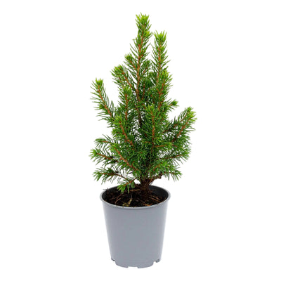Baby-Weihnachtsbaum - ↕15-20 cm - Ø 6 cm - Picea Glauca Perfecta