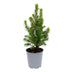 Baby-Weihnachtsbaum - ↕15-20 cm - Ø 6 cm - Picea Glauca Perfecta Bild 1