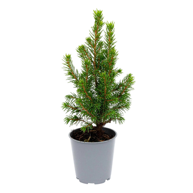 Baby-Weihnachtsbaum - ↕15-20 cm - Ø 6 cm - Picea Glauca Perfecta