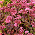 60x Sedum 'Matrona' - 10-25cm hoch, Ø9cm Topf Bild 7