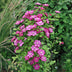 Clematis Ville de Lyon Climbing Plant - 2 pieces, Pink Flowers Bild 7