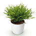 Green boutiQ Bamusa Pogonatherum Monica Bambusgras, Topf 12cm, Höhe 20cm Bild 2
