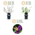 Buddleja davidii Black Night: 3 Schmetterlingsflieder, 45cm hoch, Topf 17cm Bild 4