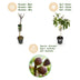 Ficus carica Little Miss Figgy: Feigenbaum Stamm Pflanze, 90cm Bild 4