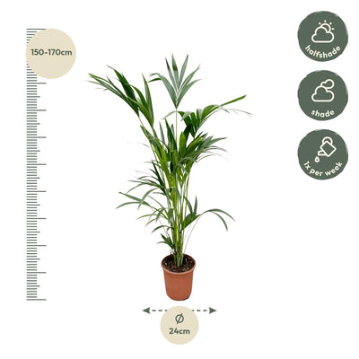 Kentia Palme Howea Forsteriana 160cm, Topf Ø 24cm