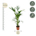 Kentia Palme Howea Forsteriana 160cm, Topf Ø 24cm Bild 2