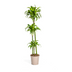 Dracaena Deremensis Dorado Ø24cm - Eleganter Blattkünstler für Ihr Zuhause Bild 1