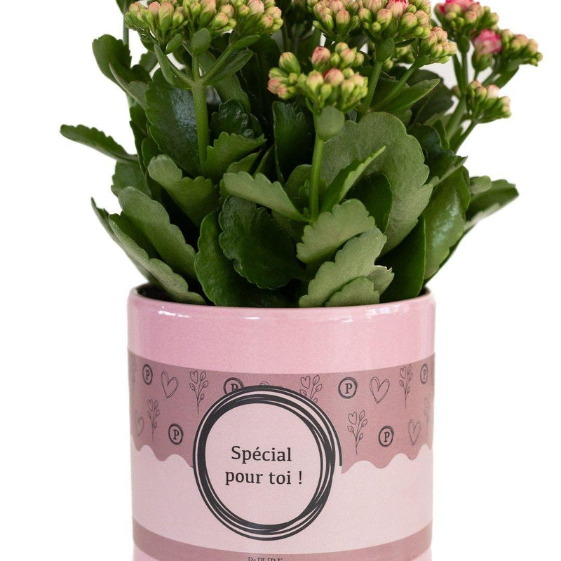 Kalanchoe Pink in a gift box - Great present, easy to care for