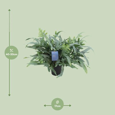 Phlebodium Aureum Blue Star Farn - Ø17cm - ↕50cm