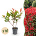 Green boutiQ - 40x Photinia fraseri Little Red Robin - Glanzmispel - Heckenpflanzen - Immergrün - Rot - Topf 9cm - Höhe 25-35cm Bild 1