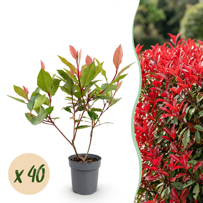 Green boutiQ - 40x Photinia fraseri Little Red Robin - Glanzmispel - Heckenpflanzen - Immergrün - Rot - Topf 9cm - Höhe 25-35cm