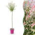 Salix Flamingo - Ø23cm - ↕140-160cm Bild 1