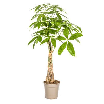 Pachira Aquatica Geldbaum Ø21cm - 90-110cm