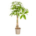 Pachira Aquatica Geldbaum Ø21cm - 90-110cm Bild 1