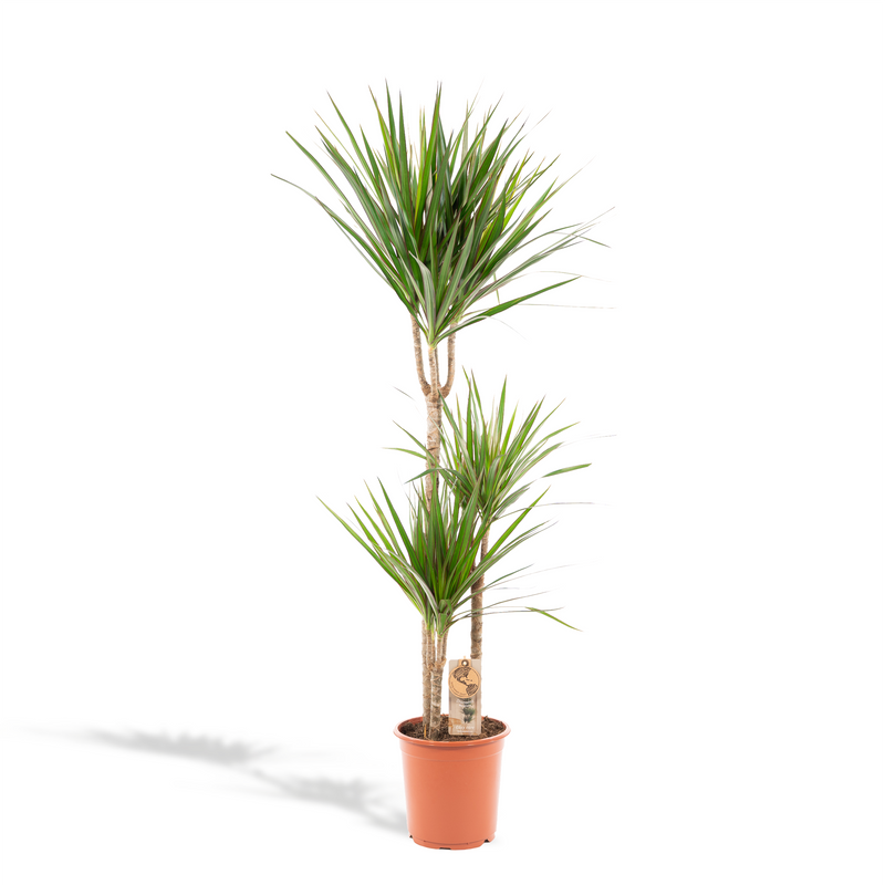 Dracaena Marginata (Drachenbaum) Ø21cm - ↕110cm