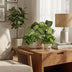 Green boutiQ: 3 Maranta varieties, easy to care for & pet-friendly Bild 5