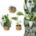 3x Baby Variegata Mix - Tropische Raritäten im Set Ø6cm Bild 1
