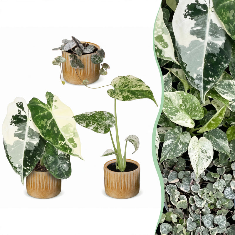 3x Baby Variegata Mix - Tropische Raritäten im Set Ø6cm