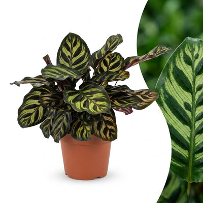 Green boutiQ - Calathea Makoyana - Pfauenpflanze - 1 Plant - Pot 12cm - Hoogte - 25cm
