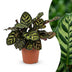 Green boutiQ - Calathea Makoyana - Pfauenpflanze - 1 Plant - Pot 12cm - Hoogte - 25cm Bild 1