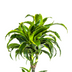 Dracaena Deremensis Dorado Topfpflanze, Ø27cm, 170-190cm Bild 4