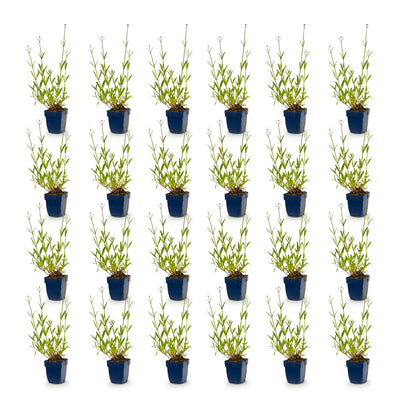 Verbena bonariensis 'Eisenkraut' - 24 Lila Pflanzen für Bienen & Schmetterlinge