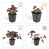 6x Heuchera mic. 'Palace Purple' - 10-25cm - Ø9cm Bild 4