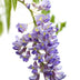 2x Blauregen 'Prolific' Wisteria sinensis, 65cm hoch, Topf Ø15 Bild 3