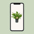 Asplenium Campio Zimmerpflanze Ø17cm - 50cm hoch Bild 5