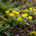 100x Kilikischer Winterling (Eranthis Cilicica) - Gelb - Frühblüher Zwiebeln Bild 2