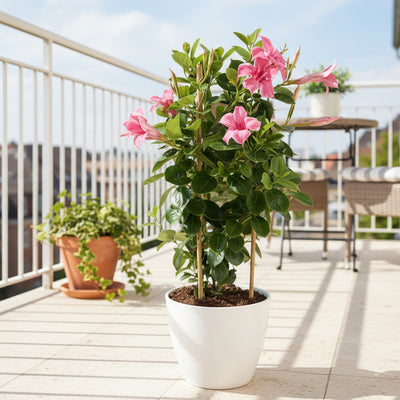 Mandevilla Sundaville Flamingo Pink im Turm - Ø17cm - ↕55cm