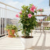 Mandevilla Sundaville Flamingo Pink in Tower - Ø17cm - ↕55cm Bild 2