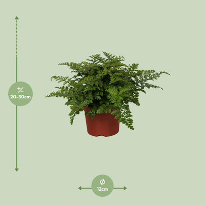 Asplenium Parvati Farn, Ø12cm Topf, ca. 25cm Höhe