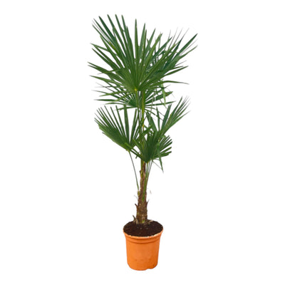 Hanfpalme Trachycarpus Fortuneii, 120-160cm, Ø27